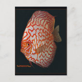 Schwertfisch Postkarte (Vorderseite)