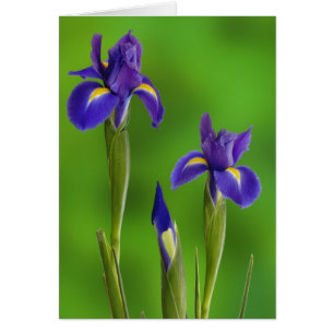 Schwertlilien-Blumen