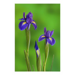 Schwertlilien-Blumen Fotodruck