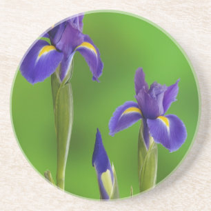 Schwertlilien-Blumen Getränkeuntersetzer