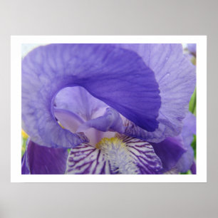 Schwertlilien-Blumen-Kunstprints Violette Schwertl Poster