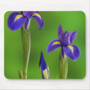 Schwertlilien-Blumen Mousepad