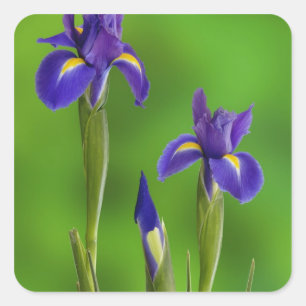 Schwertlilien-Blumen Quadratischer Aufkleber