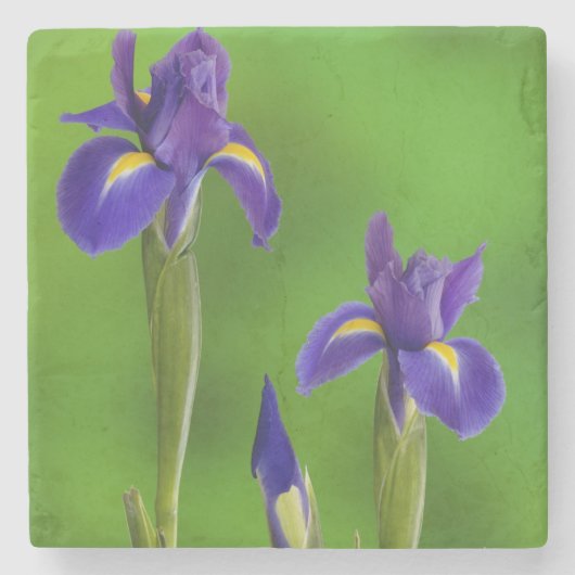 Schwertlilien-Blumen Steinuntersetzer (Vorderseite)