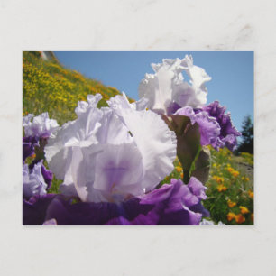 Schwertlilien-Blumenwiese Postkarte Lila Weiße Sch
