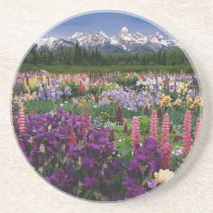 Schwertlilien- und Lupinengarten und Teton Range, Untersetzer
