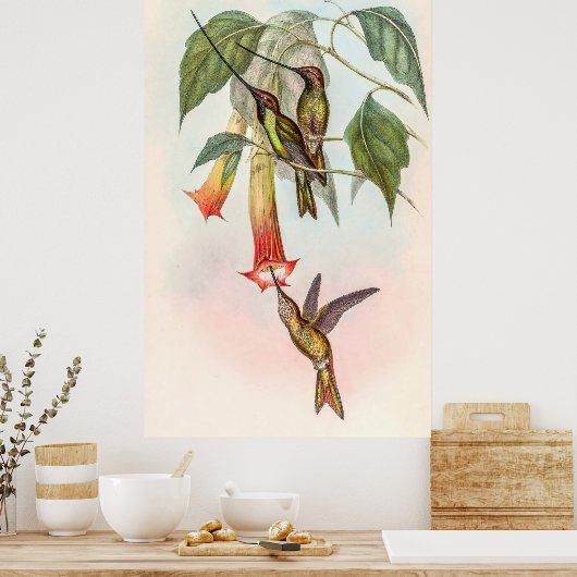 Schwertschwanz Poster (Küche)