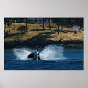 Schwertwal in den San- Juaninseln Poster