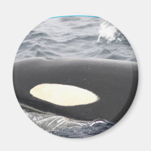 Schwertwal-Killerwal-Kopf - Oval Magnet