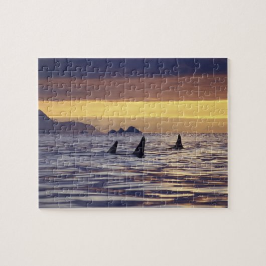 Schwertwal oder Mörderwal Puzzle (Horizontal)