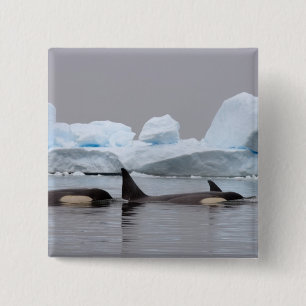 Schwertwale (Orcas), Orcinus orca, Gruppe Button