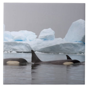 Schwertwale (Orcas), Orcinus orca, Gruppe Fliese