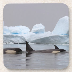 Schwertwale (Orcas), Orcinus orca, Gruppe Getränkeuntersetzer