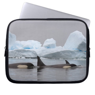 Schwertwale (Orcas), Orcinus orca, Gruppe Laptopschutzhülle