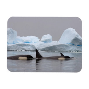 Schwertwale (Orcas), Orcinus orca, Gruppe Magnet