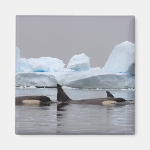 Schwertwale (Orcas), Orcinus orca, Gruppe Magnet
