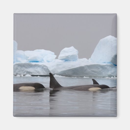Schwertwale (Orcas), Orcinus orca, Gruppe Magnet (Vorne)