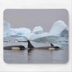 Schwertwale (Orcas), Orcinus orca, Gruppe Mousepad