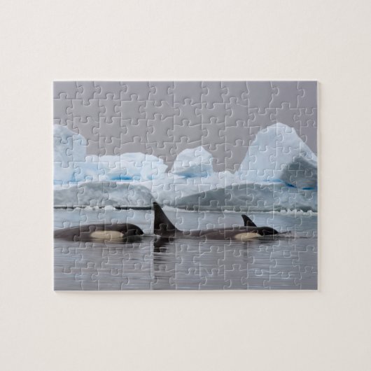Schwertwale (Orcas), Orcinus orca, Gruppe Puzzle (Horizontal)