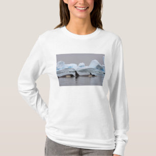 Schwertwale (Orcas), Orcinus orca, Gruppe T-Shirt