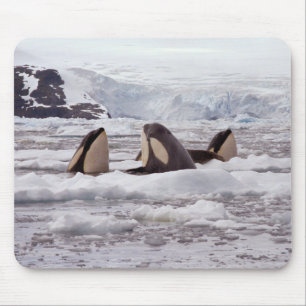 Schwertwale Spyhopping Mouspad Mousepad