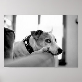 Schwerwiegende Augenpartien. Poster