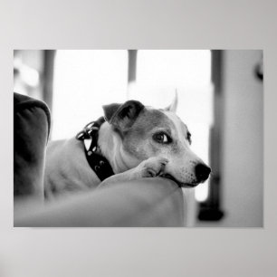 Schwerwiegende Augenpartien. Poster