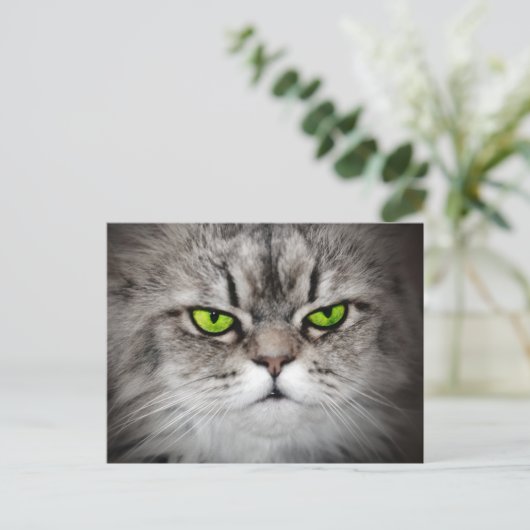 Schwerwiegende Katze mit grünen Augen Postkarte (Stehend Vorderseite)