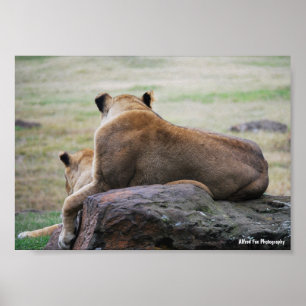 Schwestern der Savanne Poster