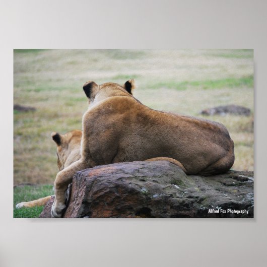 Schwestern der Savanne Poster (Vorne)