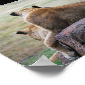 Schwestern der Savanne Poster (Ecke)