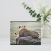 Schwestern der Savanne Postkarte (Stehend Vorderseite)