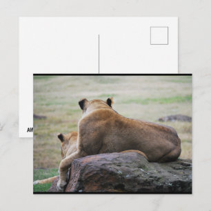 Schwestern der Savanne Postkarte