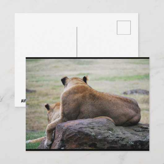 Schwestern der Savanne Postkarte (Vorne/Hinten)