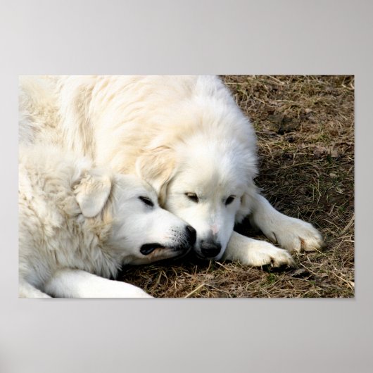 Schwestern Poster (Vorne)