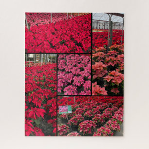 Schwierige Weihnachtspoinsettien 500 Teile Puzzle