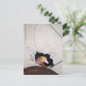 schwieriger Maulwurf Postkarte (Stehend Vorderseite)