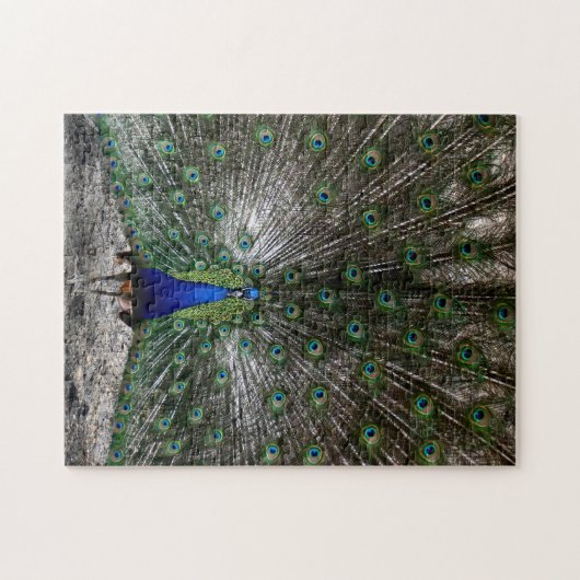 Schwieriger Puzzlespielgeschenkpfau versieht Puzzle (Horizontal)