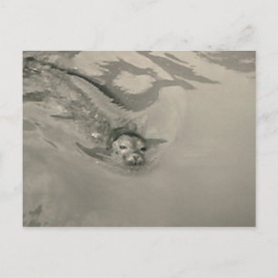 Schwimmbad Postkarte