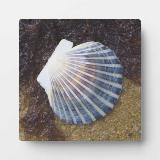 Schwimmbecken Fotoplatte (Vorderseite)