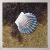 Schwimmbecken Poster (Vorne)