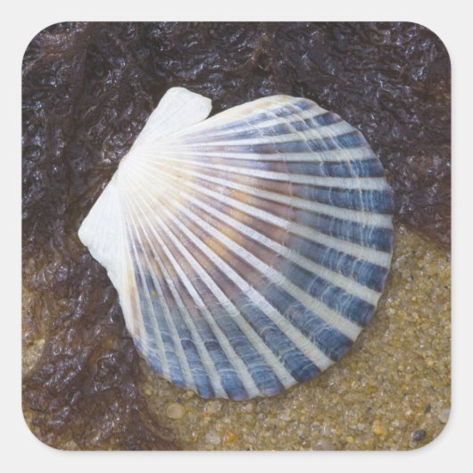 Schwimmbecken Quadratischer Aufkleber (Vorderseite)