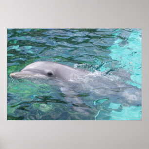 Schwimmdolphin Poster