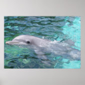 Schwimmdolphin Poster (Vorne)