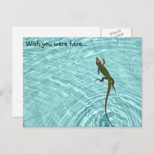 Schwimmechse Postkarte (Vorne/Hinten)