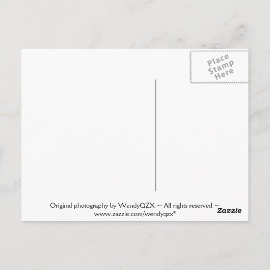 Schwimmechse Postkarte (Rückseite)