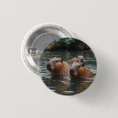 Schwimmen der Capybaras im Fluss,  Button (Vorne & Hinten)