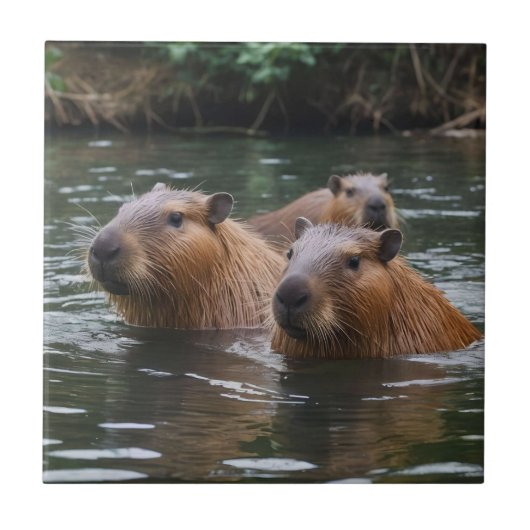 Schwimmen der Capybaras im Fluss, Fliese (Vorderseite)