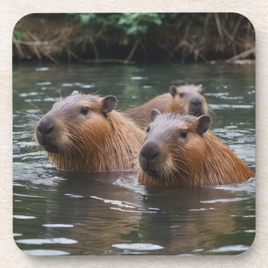 Schwimmen der Capybaras im Fluss,  Getränkeuntersetzer (Vorderseite)