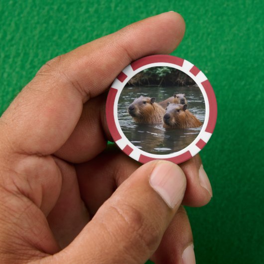 Schwimmen der Capybaras im Fluss, Pokerchips (Hand)